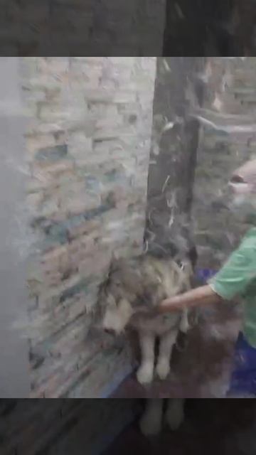 Маламут сходил в салон красоты и помолодел! К новому году готов! #грумер #линька #маламут #маламуты смотреть онлайн