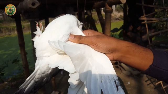 কবুতর পোষ মানানোর সহজতম উপায় | নতুন কবুতরকে যেভাবে ঘর চেনাবেন | জানুন পায়রা পালনের সহজ পদ্ধতি смотреть онлайн