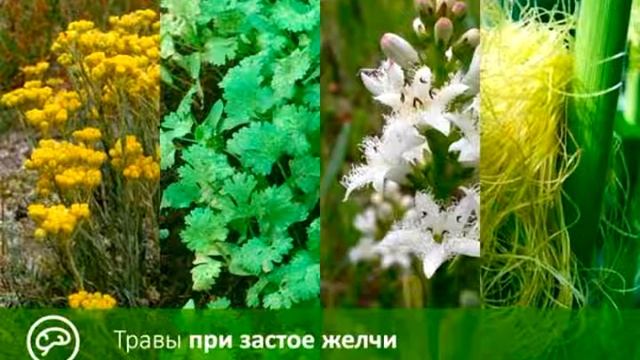 Пора сбора лекарственных трав смотреть онлайн