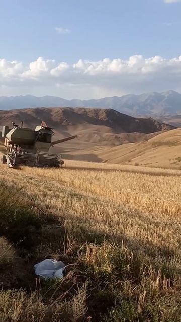 всем добра уборка Ячменя 31 .08.2021