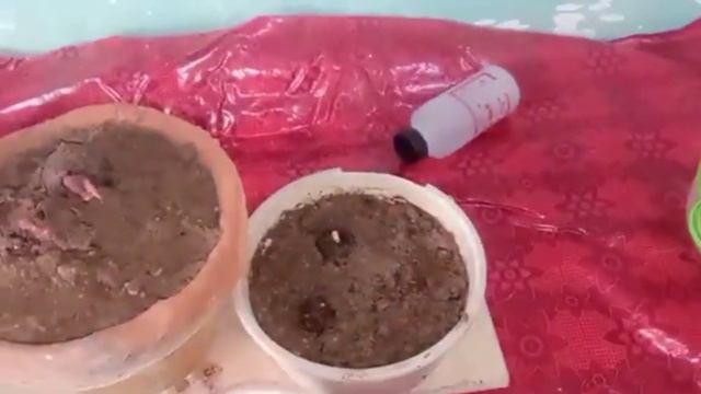 How To Grow Marvel Of Peru From Bulbs Full Update Video||बल्ब और बीज से मिराबिलिस जलापा कैसे उगाएं смотреть онлайн