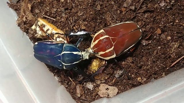 Mecynorhina torquata ugandensis. смотреть онлайн