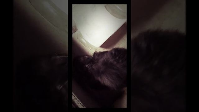 Хомяк в лабиринте 🐹) смотреть онлайн