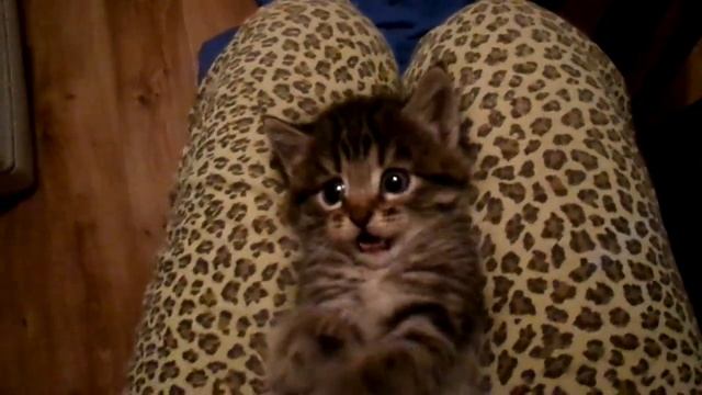 Кот в горошек смотреть онлайн