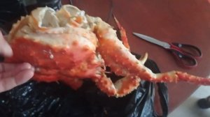 сахалинский краб.