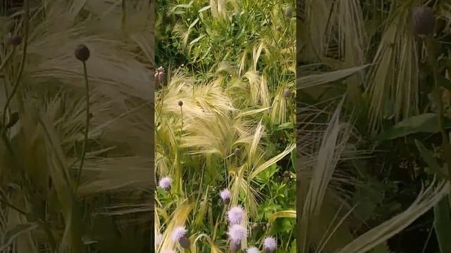 🪗🍀🌿Деревенька,ты моя заповедная...Из деревни я, из глубиночки🌿🌿🌿 смотреть онлайн