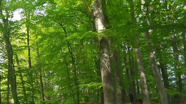 В ЛЕСУ ГЕРМАНИИ Гамбург смотреть онлайн