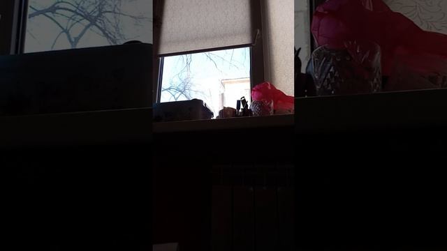 1000057064.mp4 смотреть онлайн