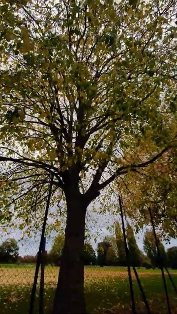 🍁❤🏮🐞🍄🔆Автобусики даблдеки. 💛🌕🎃⭐🍂😙Лимонная листва. Цвет настроения лимонный 🙂👍☄😯 смотреть онлайн