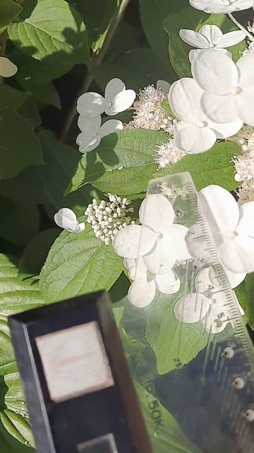Левана??? смотреть онлайн