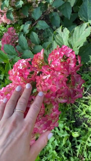 Метельчатая гортензия сорта Сандей Фрайз смотреть онлайн