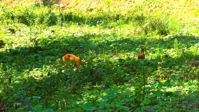 Real Life Bambi in the Forest Mom Deer with Baby Deer Amazing Nature Wildlife Animals смотреть онлайн