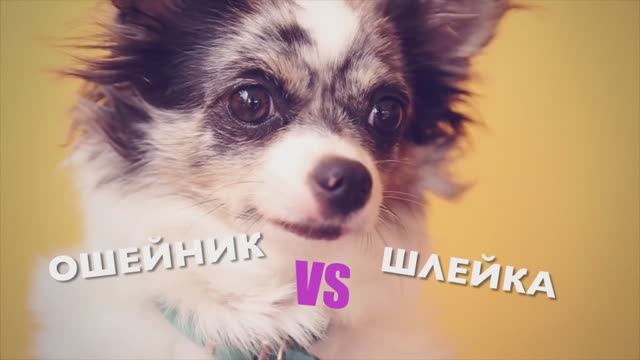 Любимые Питомцы