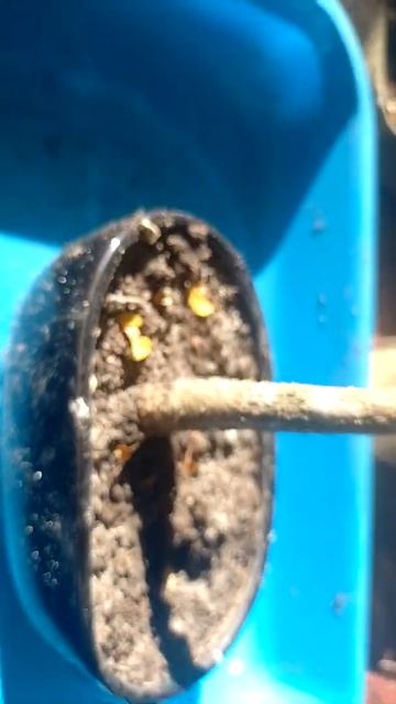 lo prometido es deuda, trabajo con sustratos смотреть онлайн