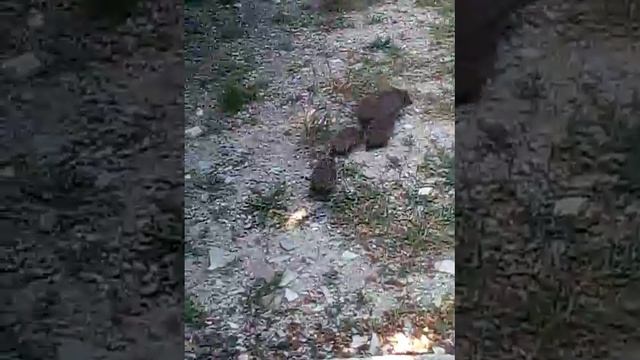 мама ежиха с ёжики у ходит смотреть онлайн