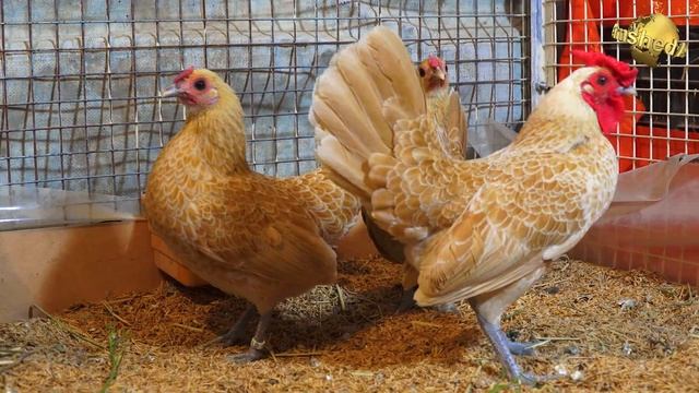 Fancy Hens and Rooster Buff Polish Chickens Silkie Bantams Ayam Cemani Lavender Orpington Breed смотреть онлайн