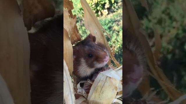 Хомяк ворует кукурузу смотреть онлайн