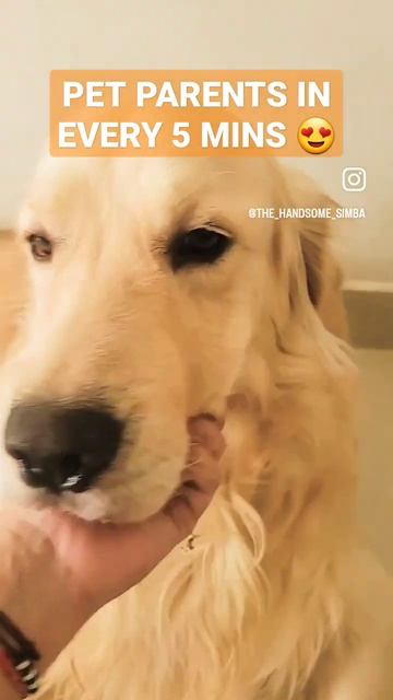 Ae faguniya | Nawazuddin Siddiqui Style | PET PARENTS #shorts #video #youtubeshorts #dogs #funny смотреть онлайн