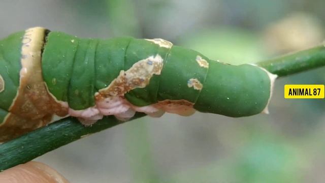 PAPILIO DEMOLEUS CATERPILLAR DEFENSE смотреть онлайн