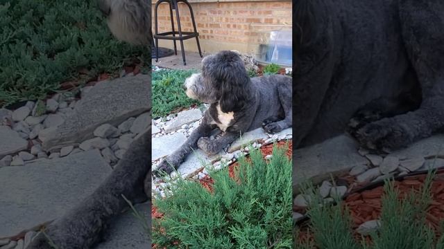 Hosta Curly Fries Secret Garden #dog #dogvideos #secretgarden #fyp #houdini #flowergarden #hosta