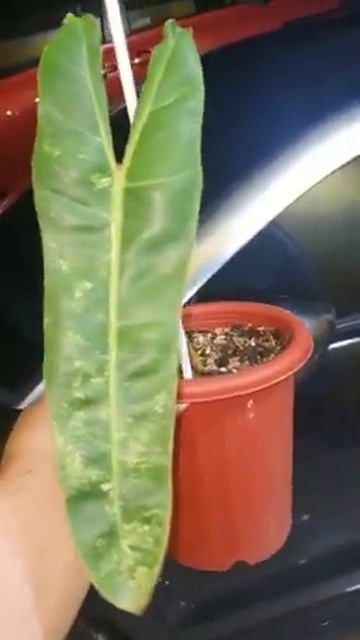 Billietiae variegated 1 daun - 13.000 смотреть онлайн