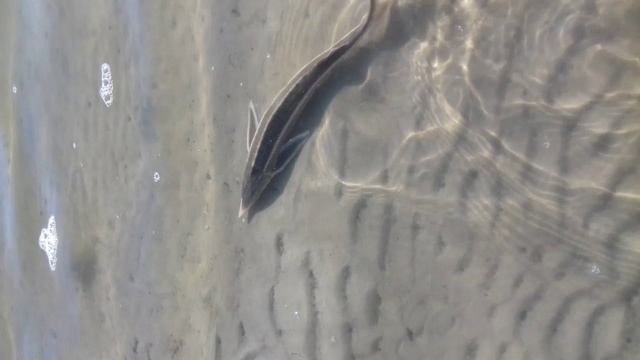 донская стерлядь