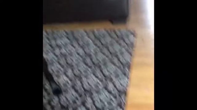 Guide dog Chiffon, receives her very first Barkbox смотреть онлайн