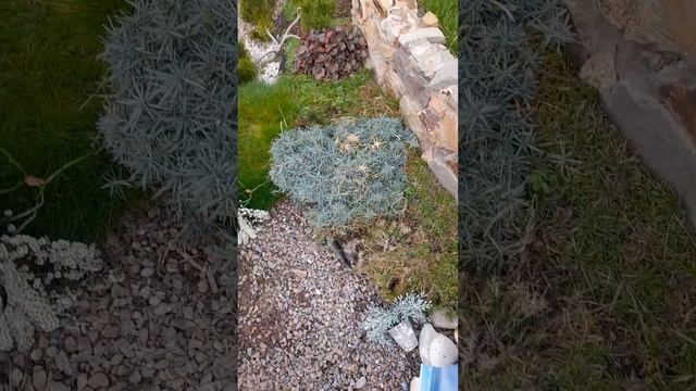 Наши хвойные на даче. смотреть онлайн