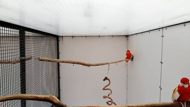 Rosella rubino смотреть онлайн