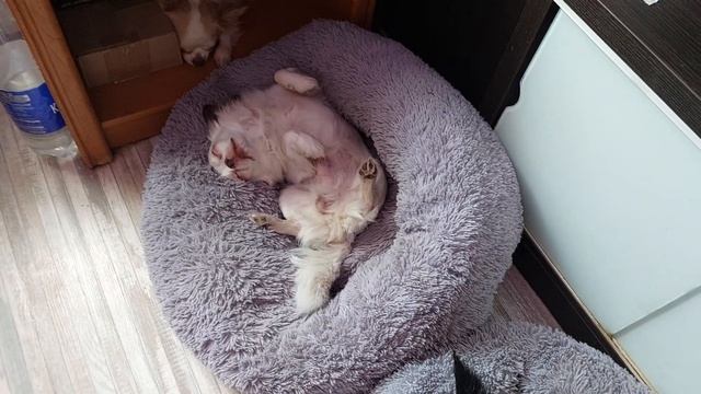 собаки кайфую под кондиционером питомник чихуахуа и той-пудель Кастропуло Крым смотреть онлайн