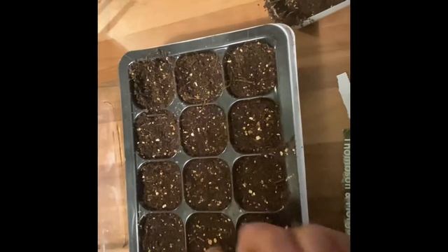 Sowing Black Beauty Aubergines seeds indoors in January смотреть онлайн