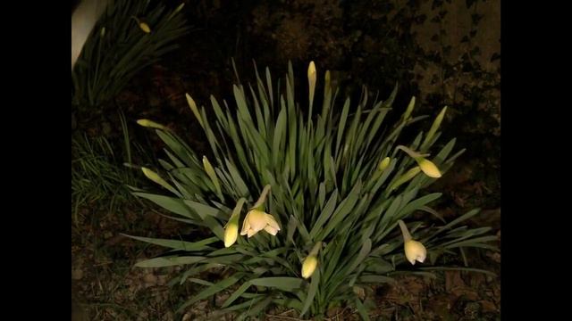 Нарцизная тайная жизнь смотреть онлайн