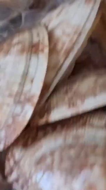 #vongole #readytogo смотреть онлайн