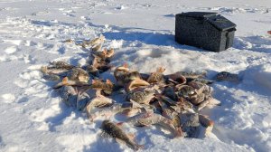 ОКУНЕВЫЙ ДЖЕКПОТ В ЭТОЙ ЛУНКЕ.ПОПАЛИ НА РАЗДАЧУ ОКУНЕЙ.ЗИМНЯЯ РЫБАЛКА НА МОРМЫШКУ