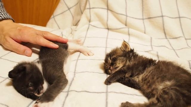 いろんな甘え方で家主を魅了する子猫のキュウちゃん。【赤ちゃん猫　保護猫】 смотреть онлайн