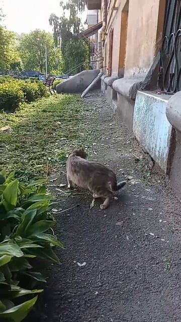 Везде ходишь🐈 #юмористическийконтент #животные #котики #лето #кошки #смешно #кролики #кот #прикол смотреть онлайн