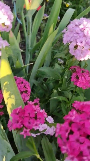 Моя душа- цветы.#сад#flowers #iris смотреть онлайн