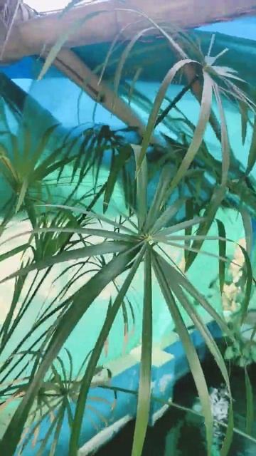 umbrella palm 🌴 bog plant #bogfilter #viral #shorts #pondfilter #share #aquaticplants #waterplants смотреть онлайн