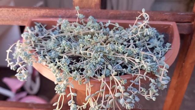 Sedum Dasyphyllum Minor # Dicas De Cultivo