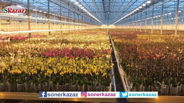Dünyanın En İyi Robotic Orkide Serası. The Best Robotic Orchid Greenhouse смотреть онлайн