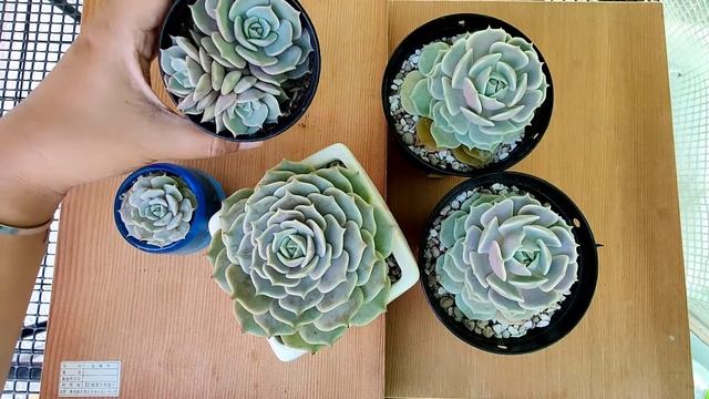 Cougar Garden Soil : Girls next door Ep.3 Echeveria Lola смотреть онлайн