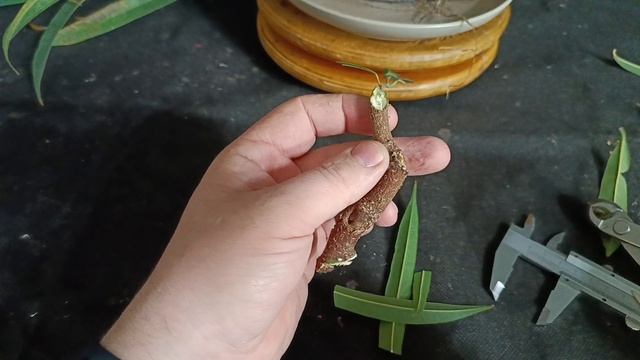 фикус черенкование