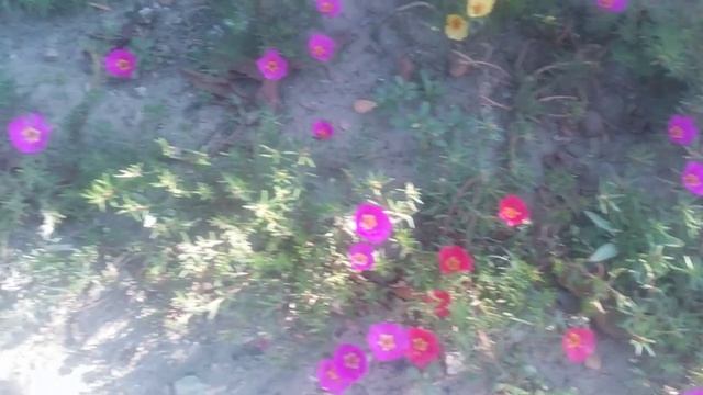 цветы портулак соня