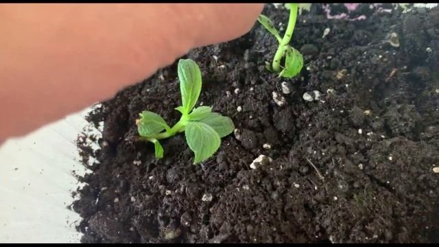 29.04.2024г. Результат. Укоренившиеся побеги гортензий. смотреть онлайн