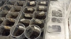 Рассада под лампой. Лайфхак с фольгой.