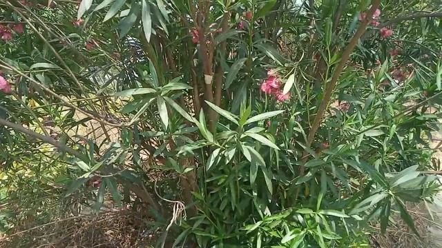 The grafting of white flower plant with pink flower plant the most effective methodes of grafting смотреть онлайн