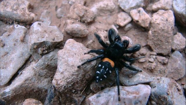 giant jumping spider смотреть онлайн