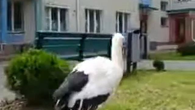 Аист прилетел к родильному дому смотреть онлайн