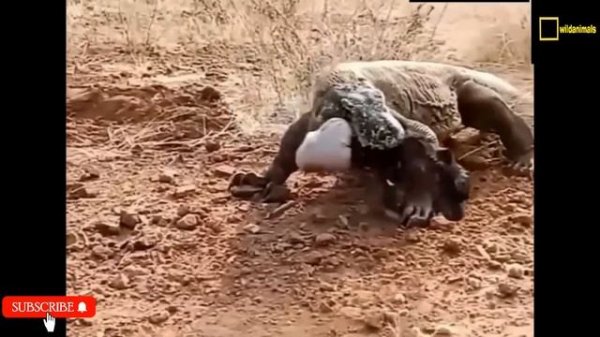 Goat eaten alive by Komodo dragon