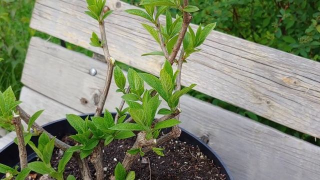 Обрезка метельчатой гортензии после сокодвижения. Исправляем неправильно сформированный куст.